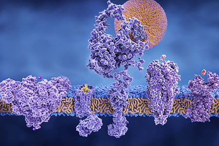What is Cytochrome P450?