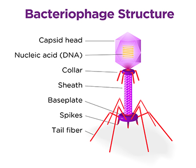 Structure of Bacteriophage