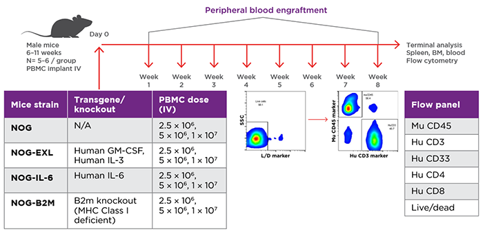 Study design for evaluation of PBMC engraftment in different mice strains