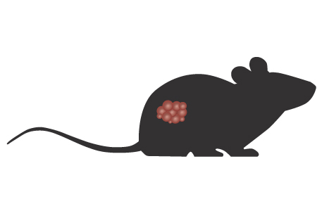 Studying T Cell Distribution in Syngeneic Tumor Models