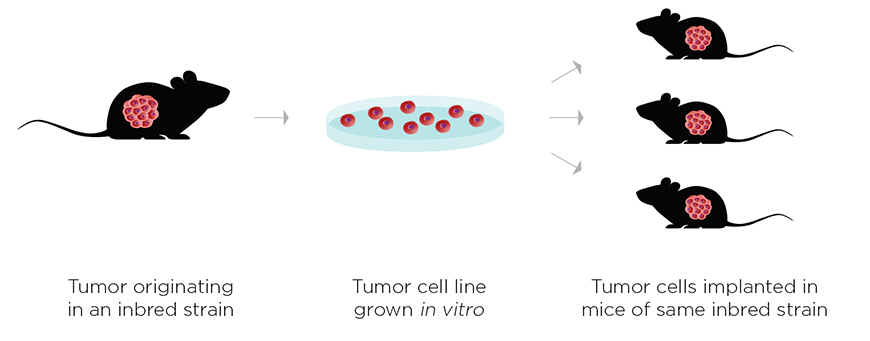 Syngeneic Tumor Model Health Standards