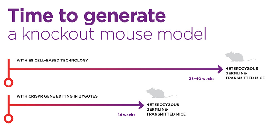 Time to generate a knockout mouse model with ES Cell-Based Technology and with CRISPR Gene Editing in Zygotes