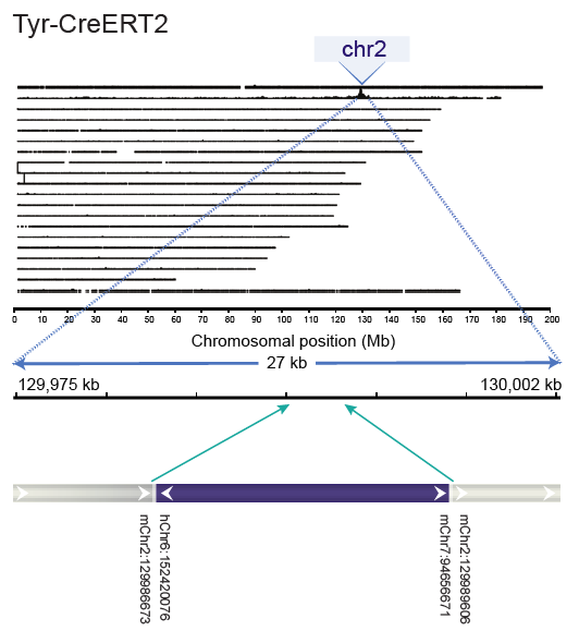 TLA whole genome coverage and analysis plot of a Tyr-CreERT2 transgenic animal