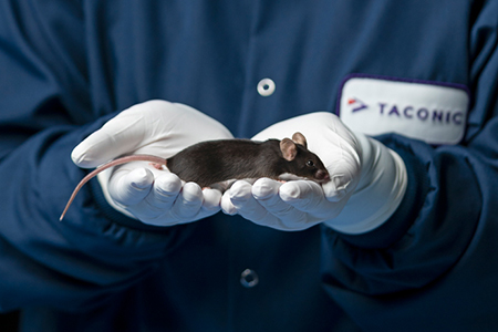 Transgenic hACE2 mice for SARS-CoV-2 and COVID-19