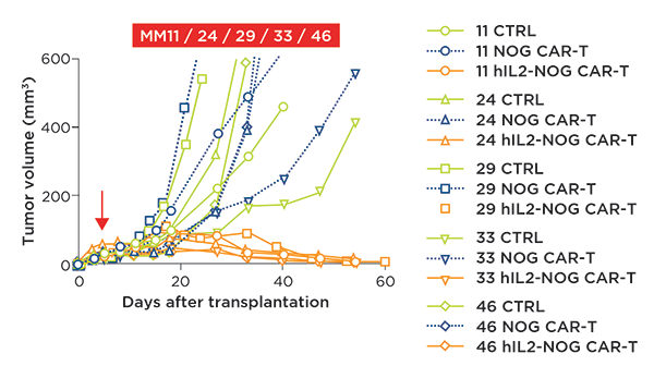 HER2 CAR T cell efficacy in vivo is only observed in the hIL-2 transgenic NOG