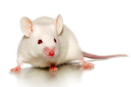 hunog white mouse