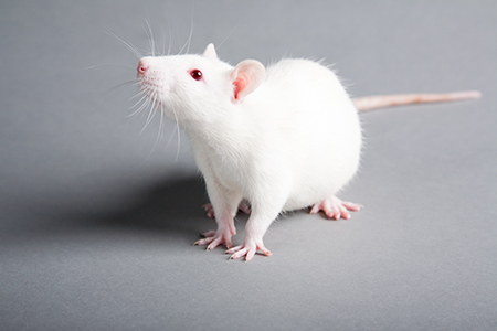 Rederivation of Mouse Models at Higher Health Statuses