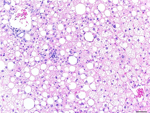 Microscopic Image of model's cells