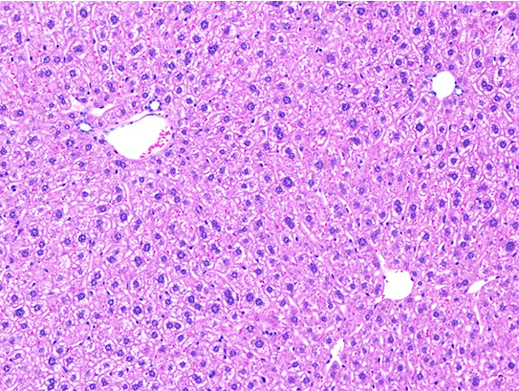 Microscopic Image of model's cells