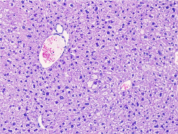 Microscopic Image of model's cells