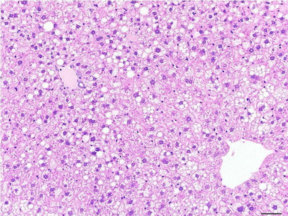 Microscopic Image of model's cells