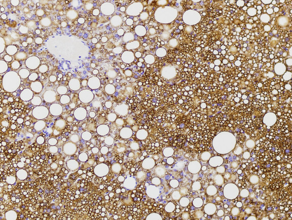 Microscopic Image of model's cells