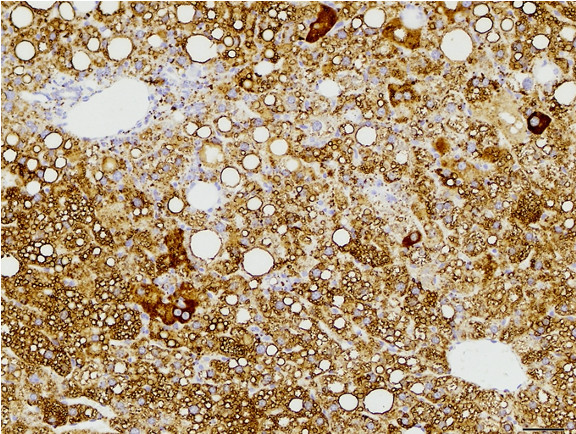 Microscopic Image of model's cells