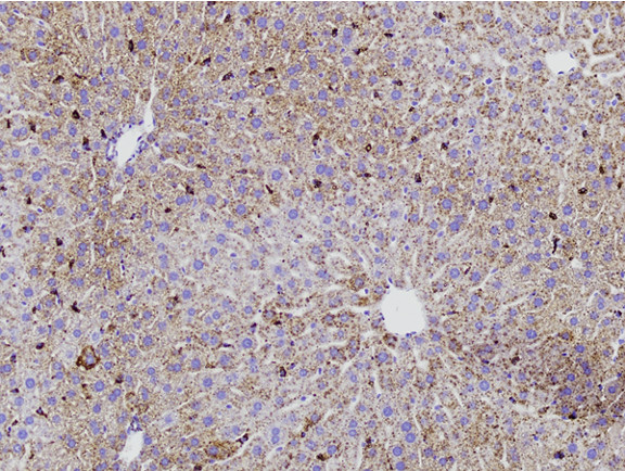 Microscopic Image of model's cells