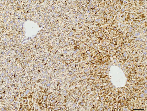 Microscopic Image of model's cells