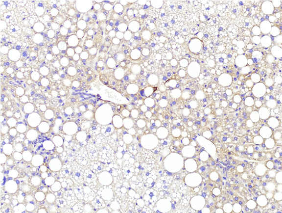 Microscopic Image of model's cells