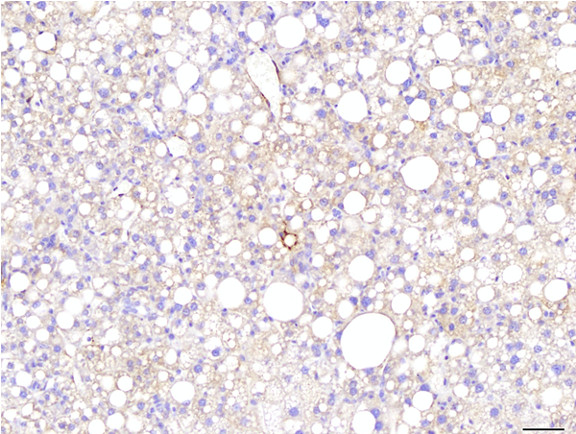 Microscopic Image of model's cells