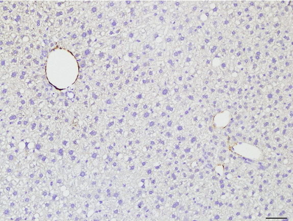 Microscopic Image of model's cells