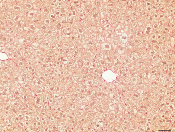 Microscopic Image of model's cells