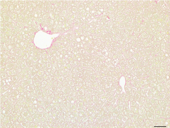 Microscopic Image of model's cells