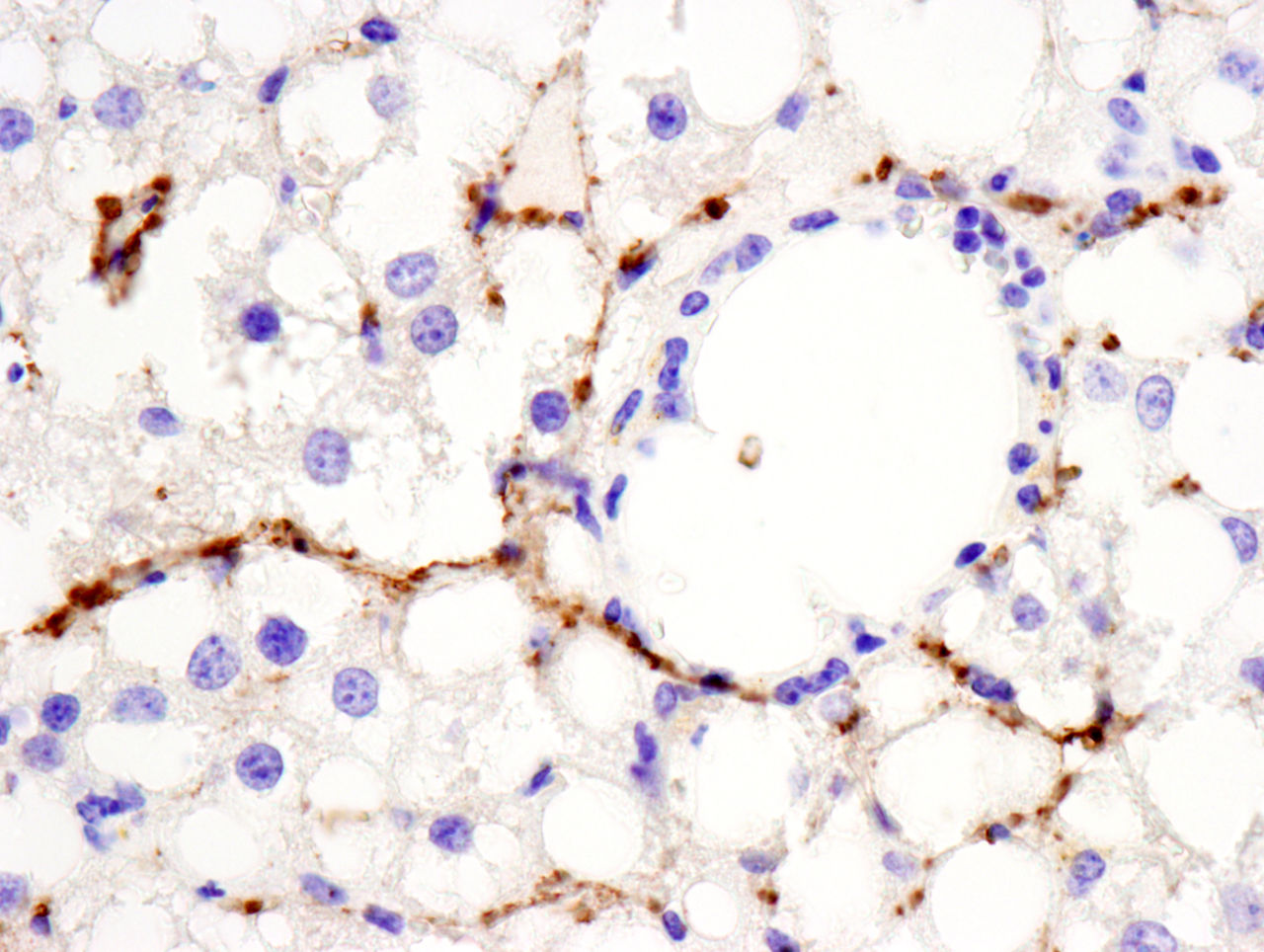 Microscopic Image of model's cells