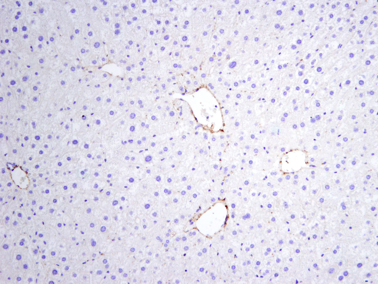 Microscopic Image of model's cells