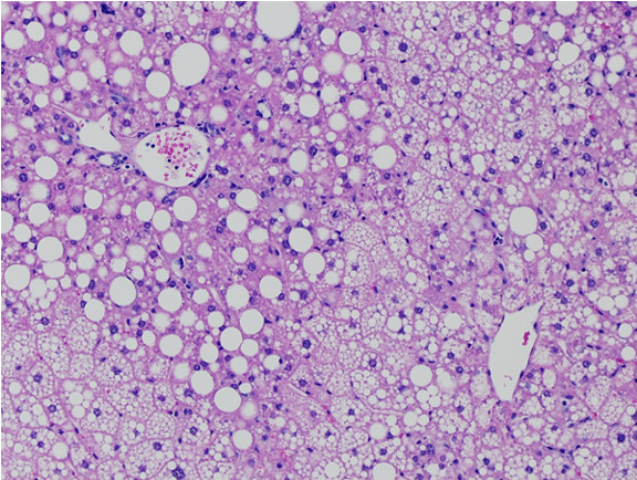 Microscopic Image of model's cells