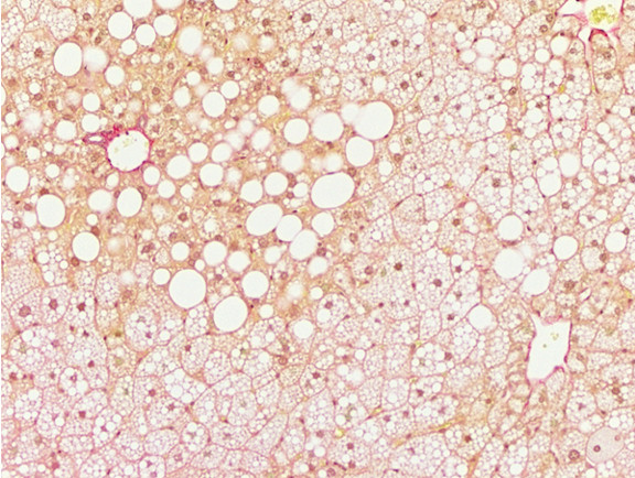 Microscopic Image of model's cells