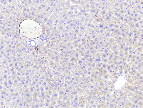 Microscopic Image of model's cells