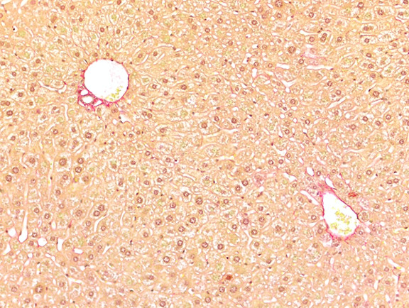 Microscopic Image of model's cells