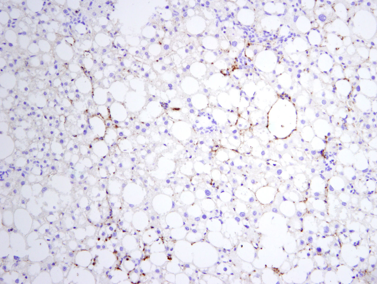 Microscopic Image of model's cells