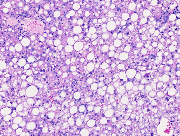 Microscopic Image of model's cells