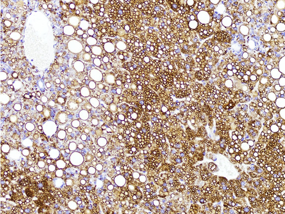 Microscopic Image of model's cells