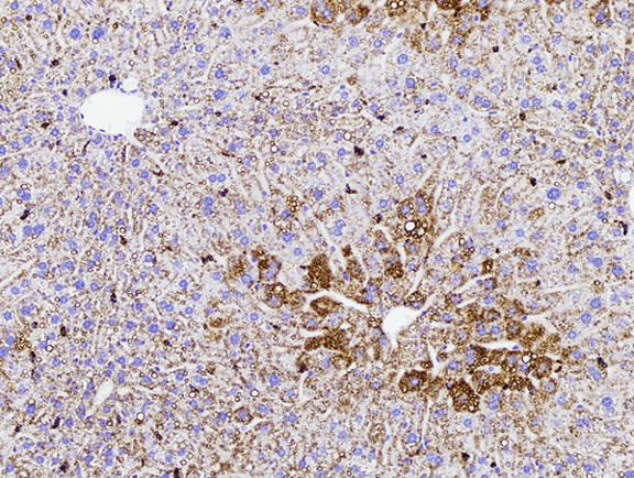 Microscopic Image of model's cells