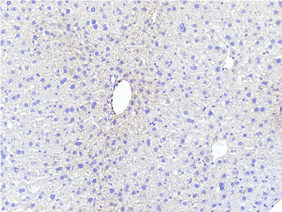 Microscopic Image of model's cells