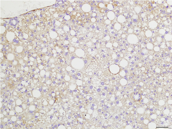 Microscopic Image of model's cells