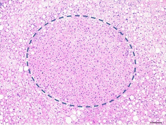 Microscopic Image of model's cells