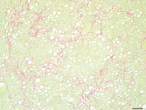 Microscopic Image of model's cells