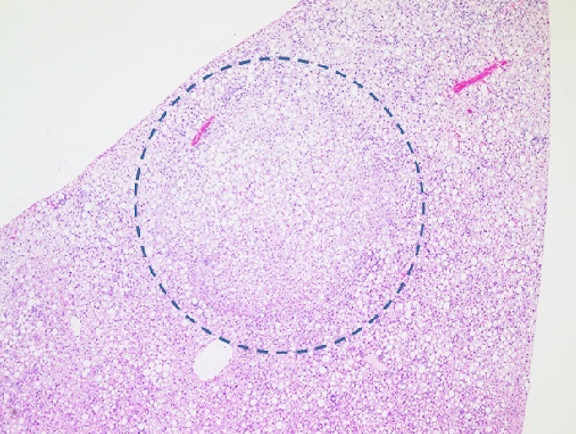 Microscopic Image of model's cells