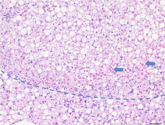 Microscopic Image of model's cells