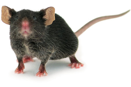 Controlling Aggression in Mice